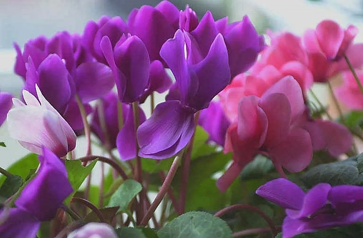 fiori di ciclamini