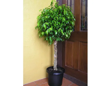Ficus benjamin