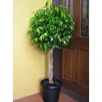 Ficus benjamin
