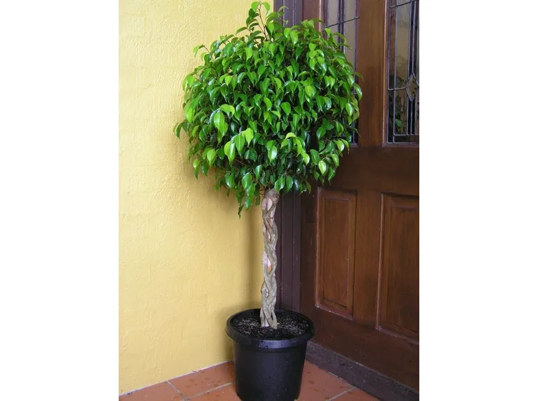 Ficus benjamin