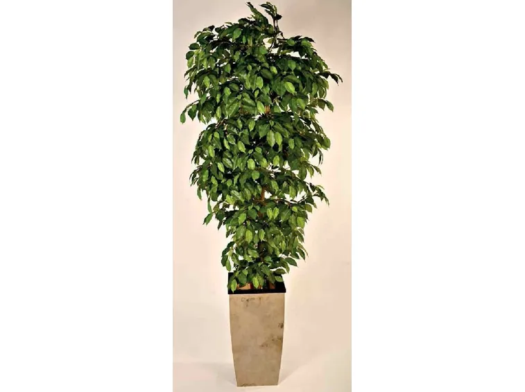 Ficus benjamin