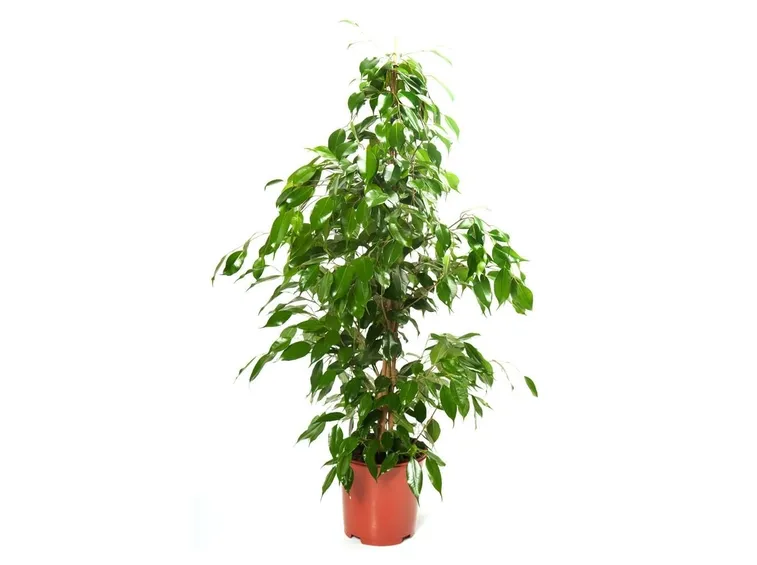 Ficus benjamin
