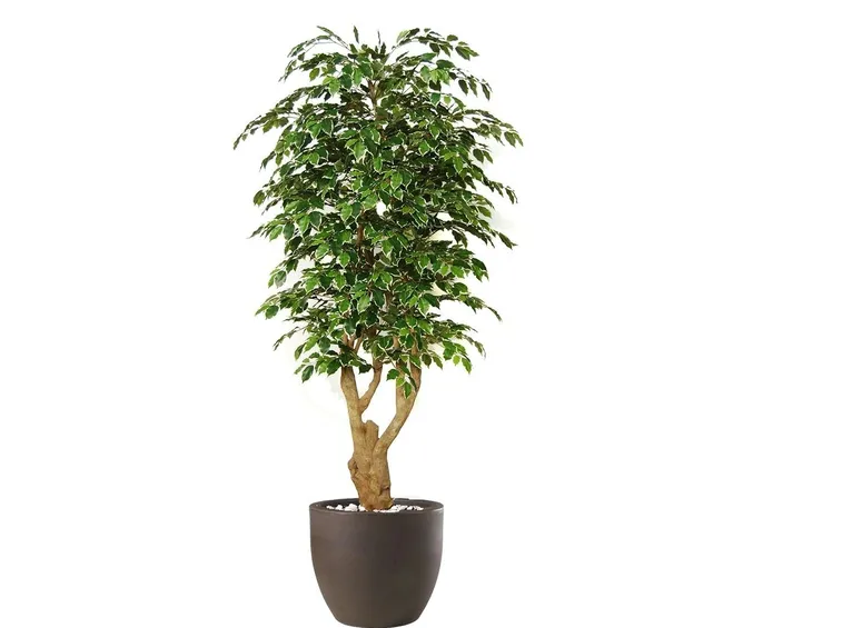 Ficus benjamin