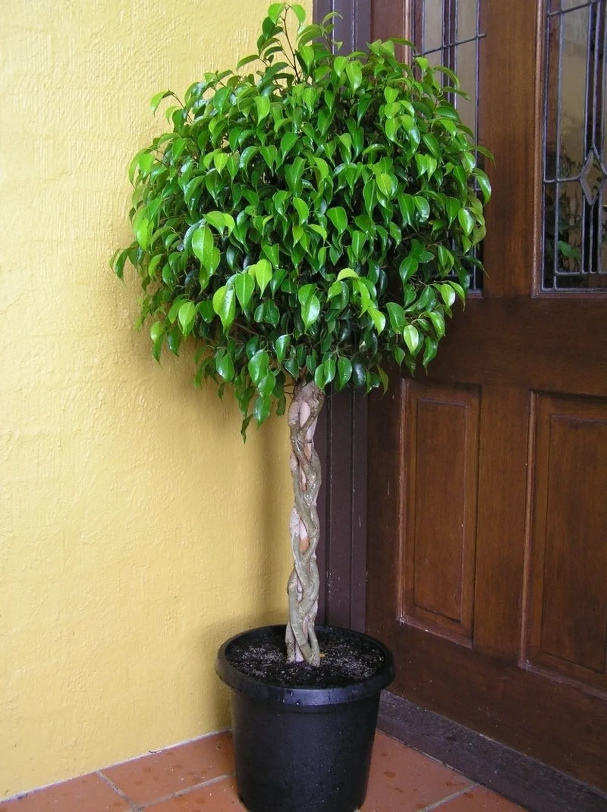 Ficus benjamin
