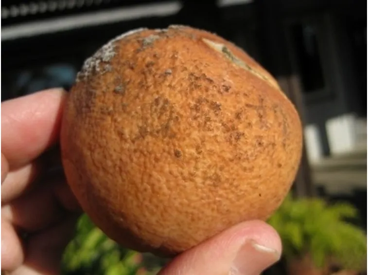 fumaggine su frutto