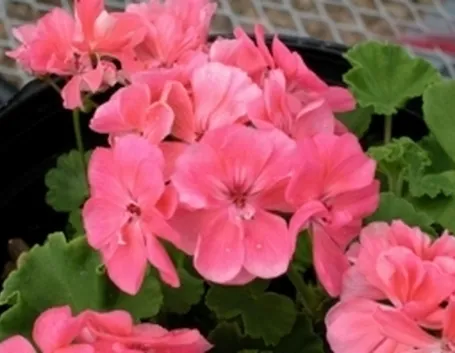 geranio in fiore