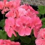 geranio in fiore
