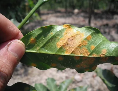 Pianta colpita dalla peronospora
