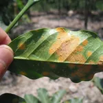 Pianta colpita dalla peronospora
