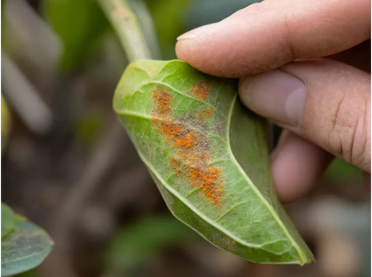 Pianta colpita dalla peronospora