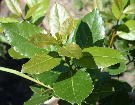 foglie lauroceraso