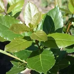 foglie lauroceraso