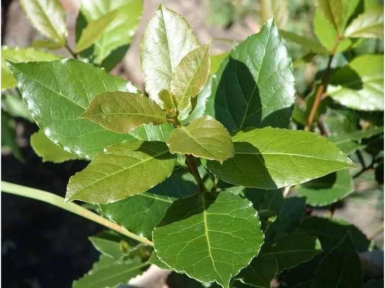 foglie lauroceraso