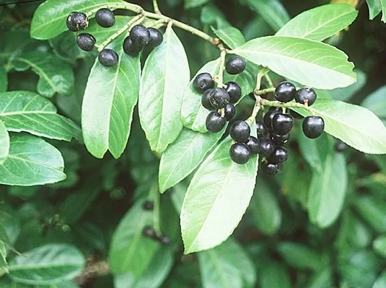 lauroceraso bacche