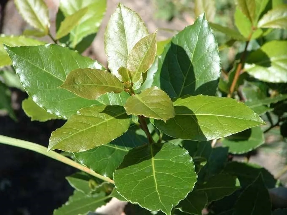 foglie lauroceraso