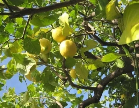 Pianta di limone in vaso
