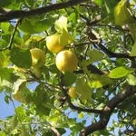 Pianta di limone in vaso