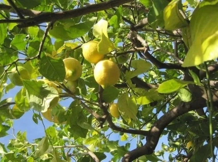 Pianta di limone in vaso