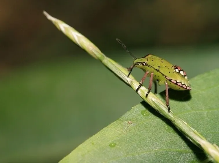 Parassita delle piante