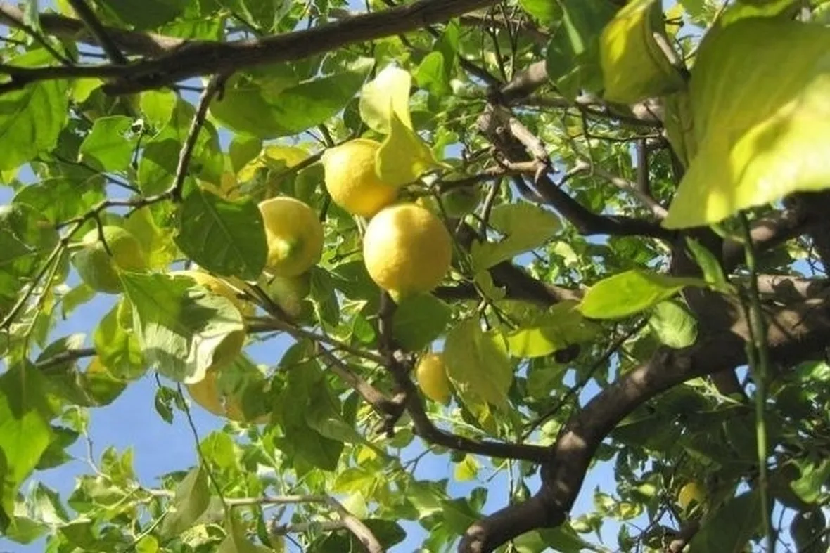 Pianta di limone in vaso