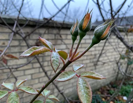 Perché il mal bianco torna in autunno: rugiada, sbalzi termici e aria ferma