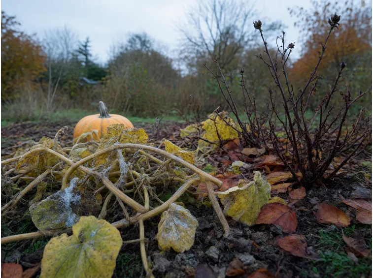 Trattamenti autunnali e pulizia del giardino per ripartire sani in primavera