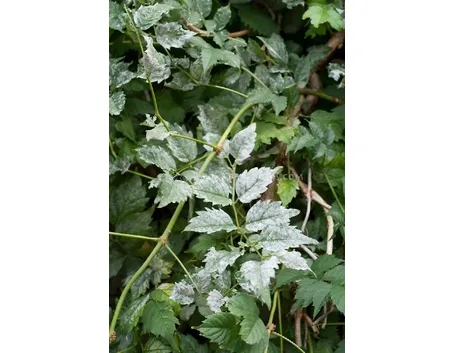 mal bianco foglie