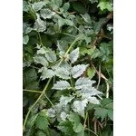 mal bianco foglie
