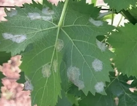 malattiepiante5