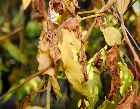 Pomodori malati