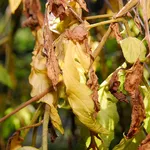 Pomodori malati