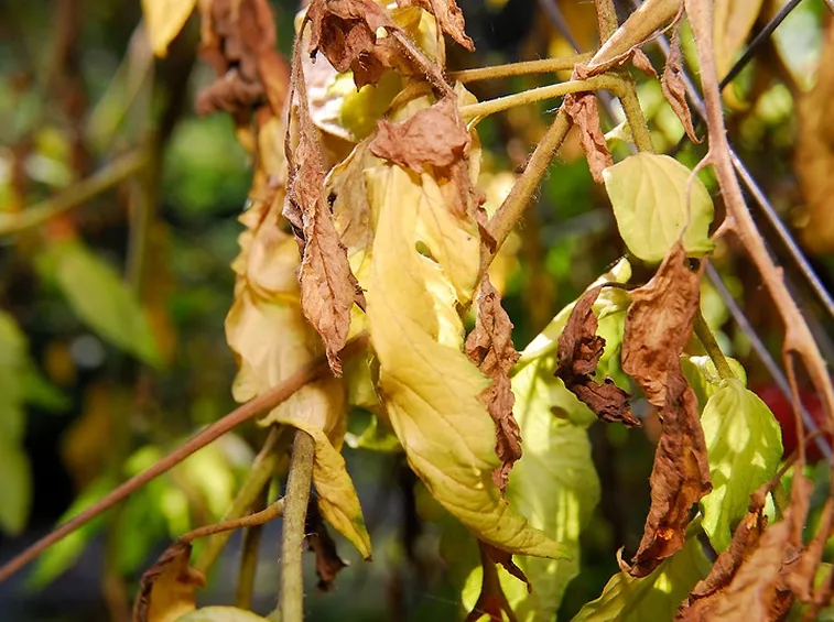 Pomodori malati