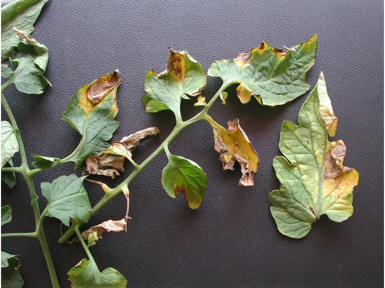 Malattia verticillium