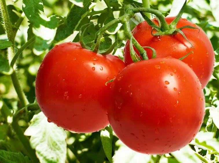 Pomodori grappolo