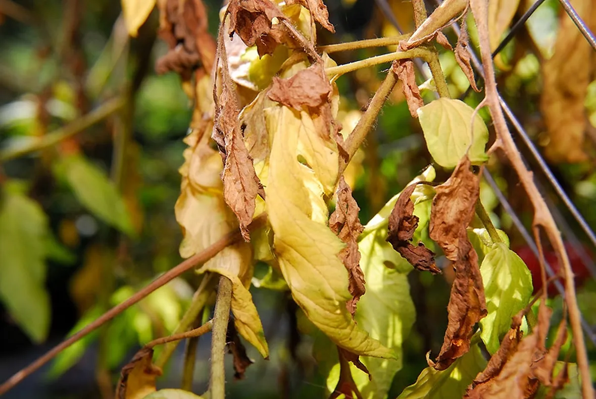 Pomodori malati