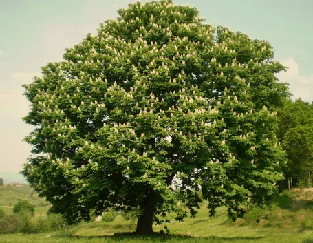 Pianta di castagno