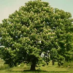 Pianta di castagno
