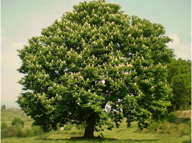 Pianta di castagno