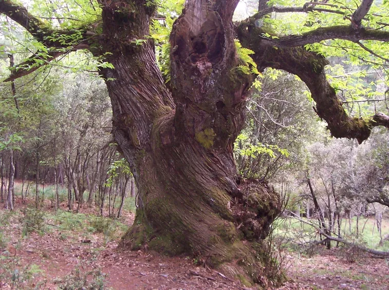 Albero di castagno