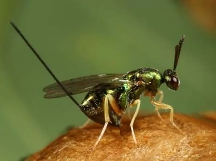 Cinipede galligeno