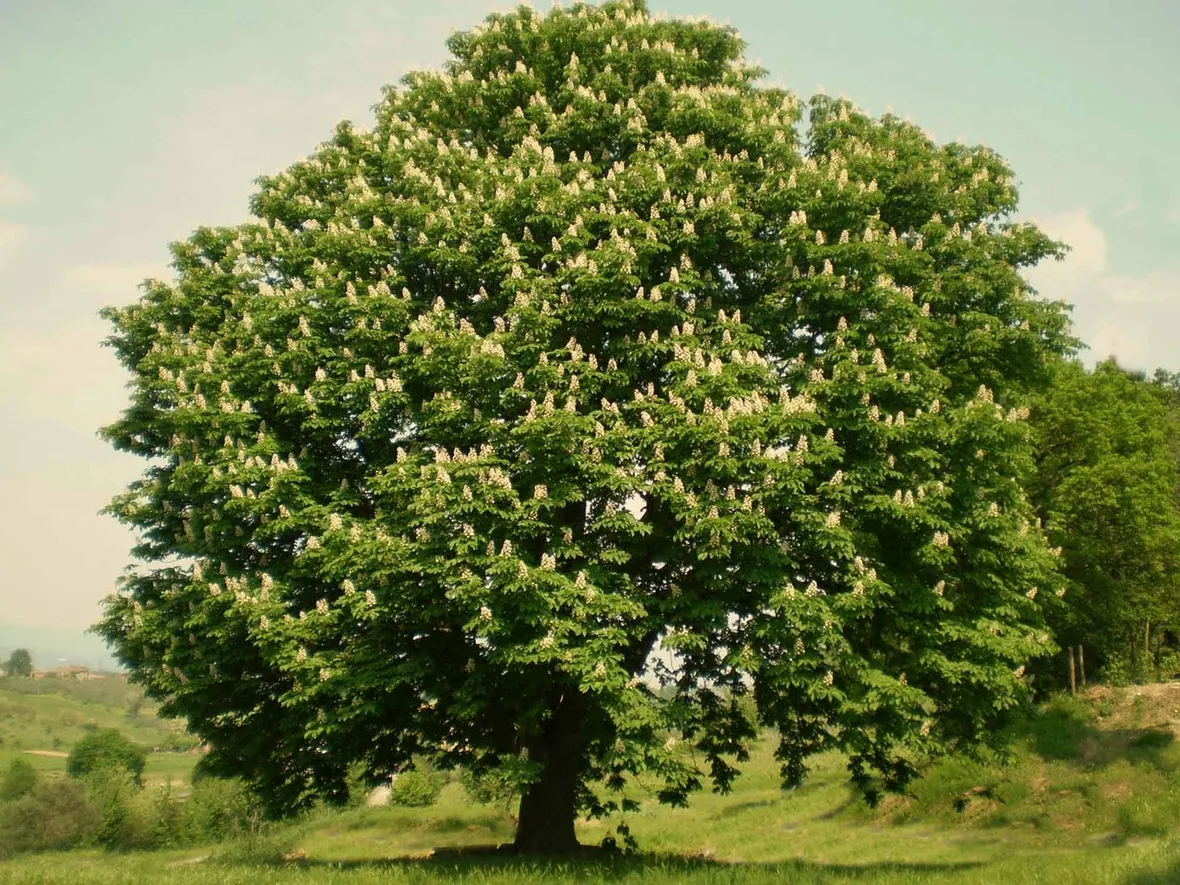 Pianta di castagno