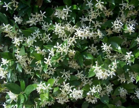 Esemplare di gelsomino in fiore