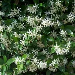 Esemplare di gelsomino in fiore