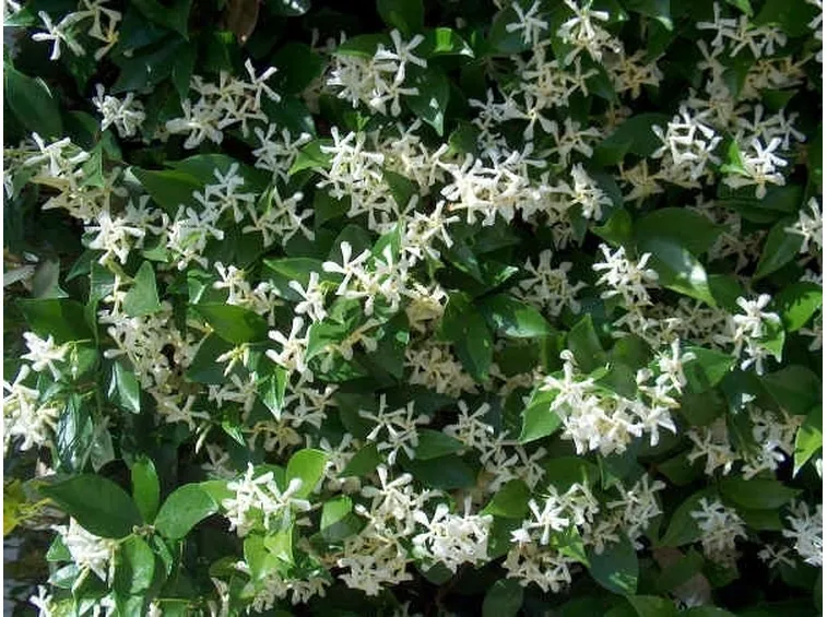 Esemplare di gelsomino in fiore