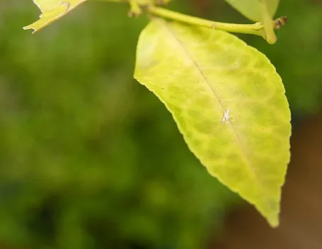 Malattie delle foglie 