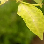 Malattie delle foglie 