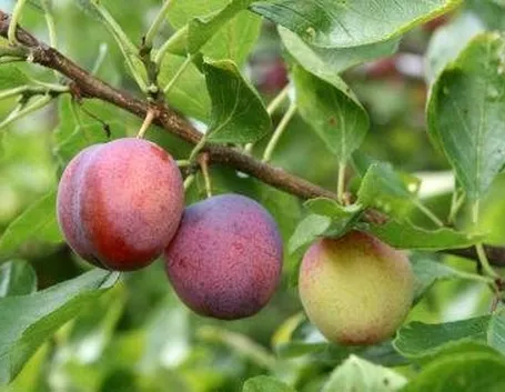 Malattie delle piante da frutto