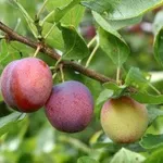 Malattie delle piante da frutto