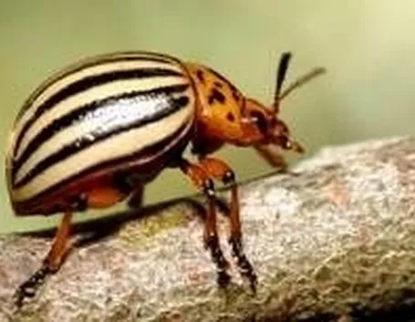 Malattie Delle Piante