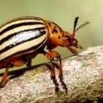 Malattie Delle Piante